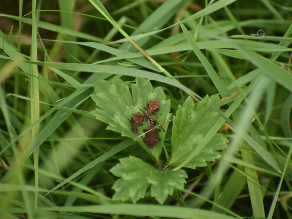 Default image illustrating the article's theme: Biodiversity flourishes at Le Havre airport with Coeur de Nacre's Aero Biodiversity