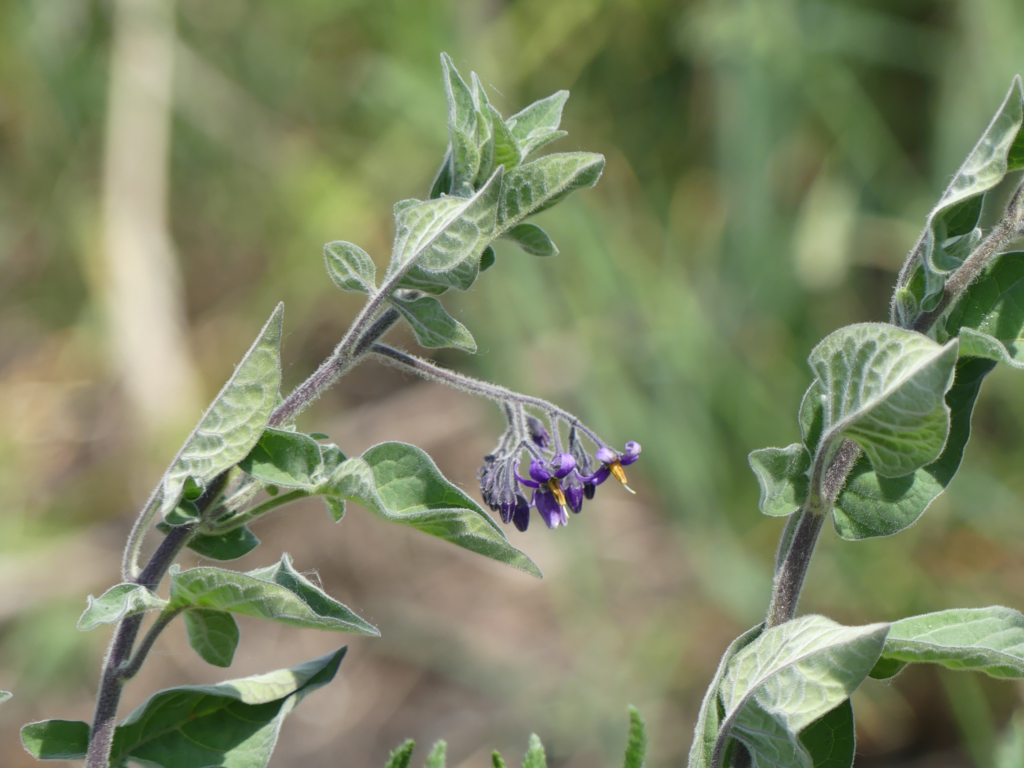 Default image illustrating the article's theme: Biodiversity flourishes at Le Havre airport with Coeur de Nacre's Aero Biodiversity